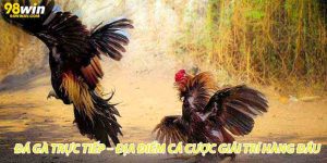 Đá Gà Trực Tiếp – Địa Điểm Cá Cược Giải Trí Hàng Đầu