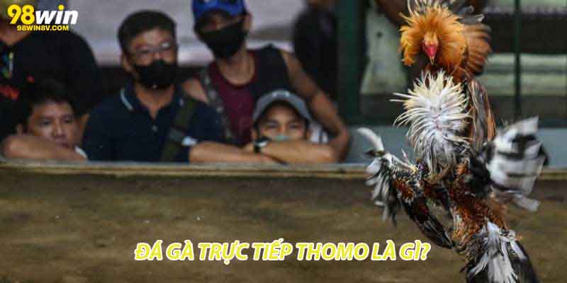 Đá gà trực tiếp thomo là gì?